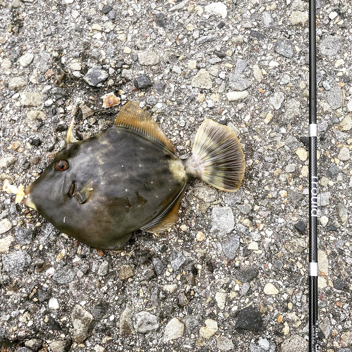 Trould トラルド」ロッド（1.5m） – Fishing Japan
